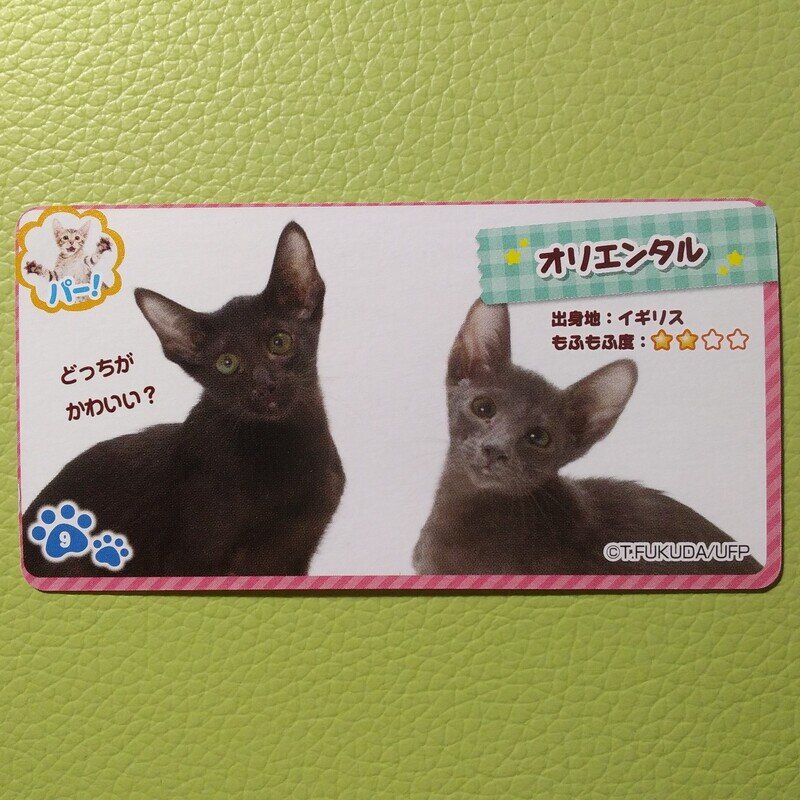 カード_Shoei Delicy_きまぐれ ねこにゃん🐾 クランチチョコレート_09🐾_オリエンタル